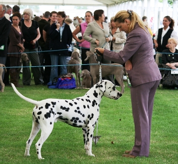 Darlington Dog Show Results Darlington Dog Show Results